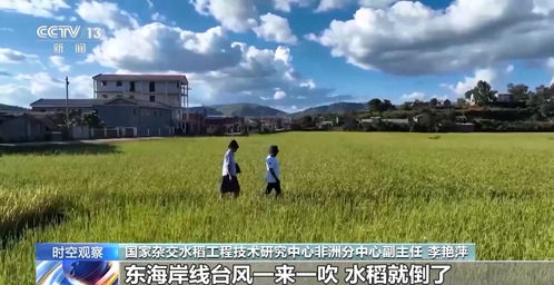 一碗大米见证中非友谊 杂交水稻在非洲的成长之旅