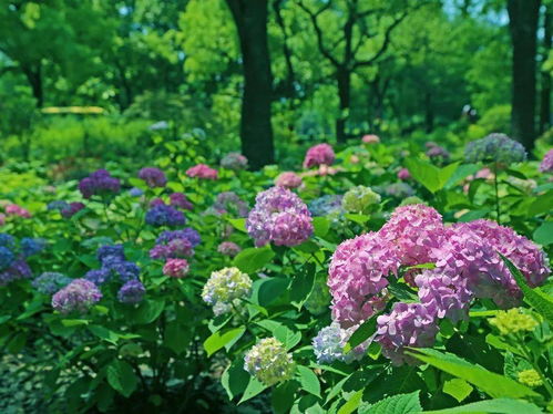 中国旅游日|明天，一起来上海植物园“约惠”吧